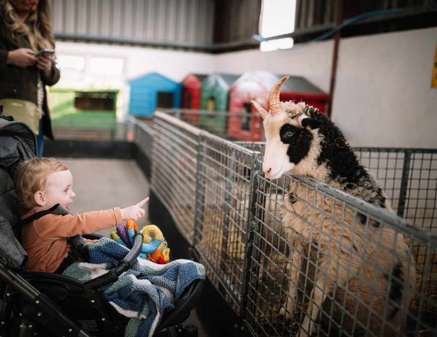 A child in pram visiting the goat pen at the Ark Farm
